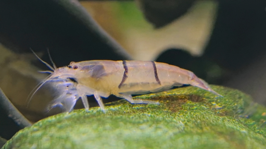 网球虾小合集,蜜蜂网球虾,木纹网球虾,琥珀网球虾,非洲巨人网球虾