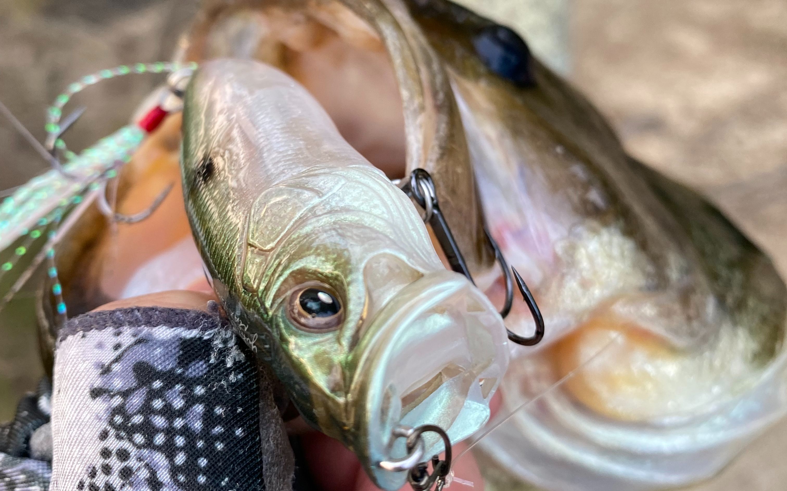 清晨钓野生大嘴鲈