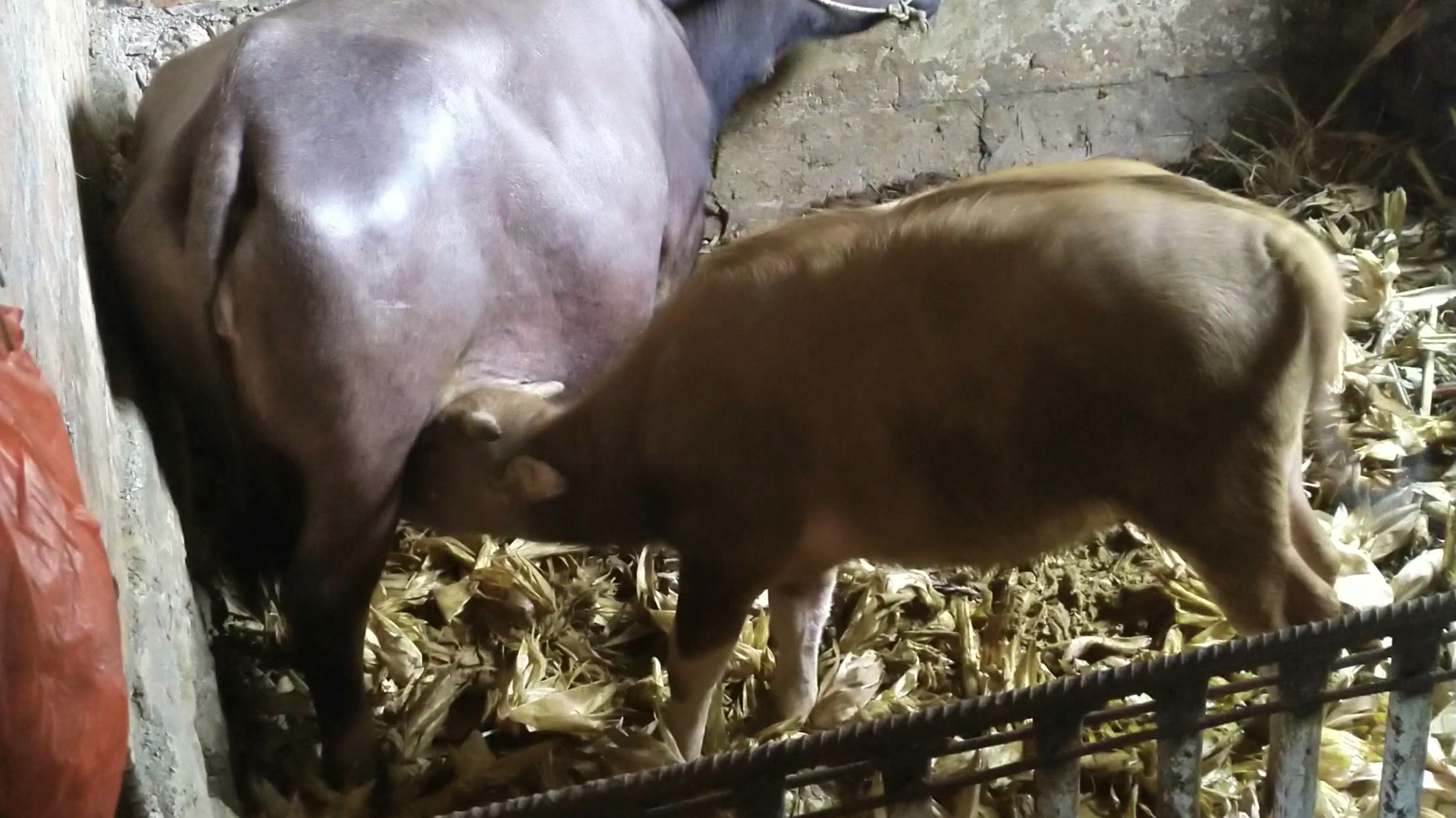 水牛小水牛吃奶