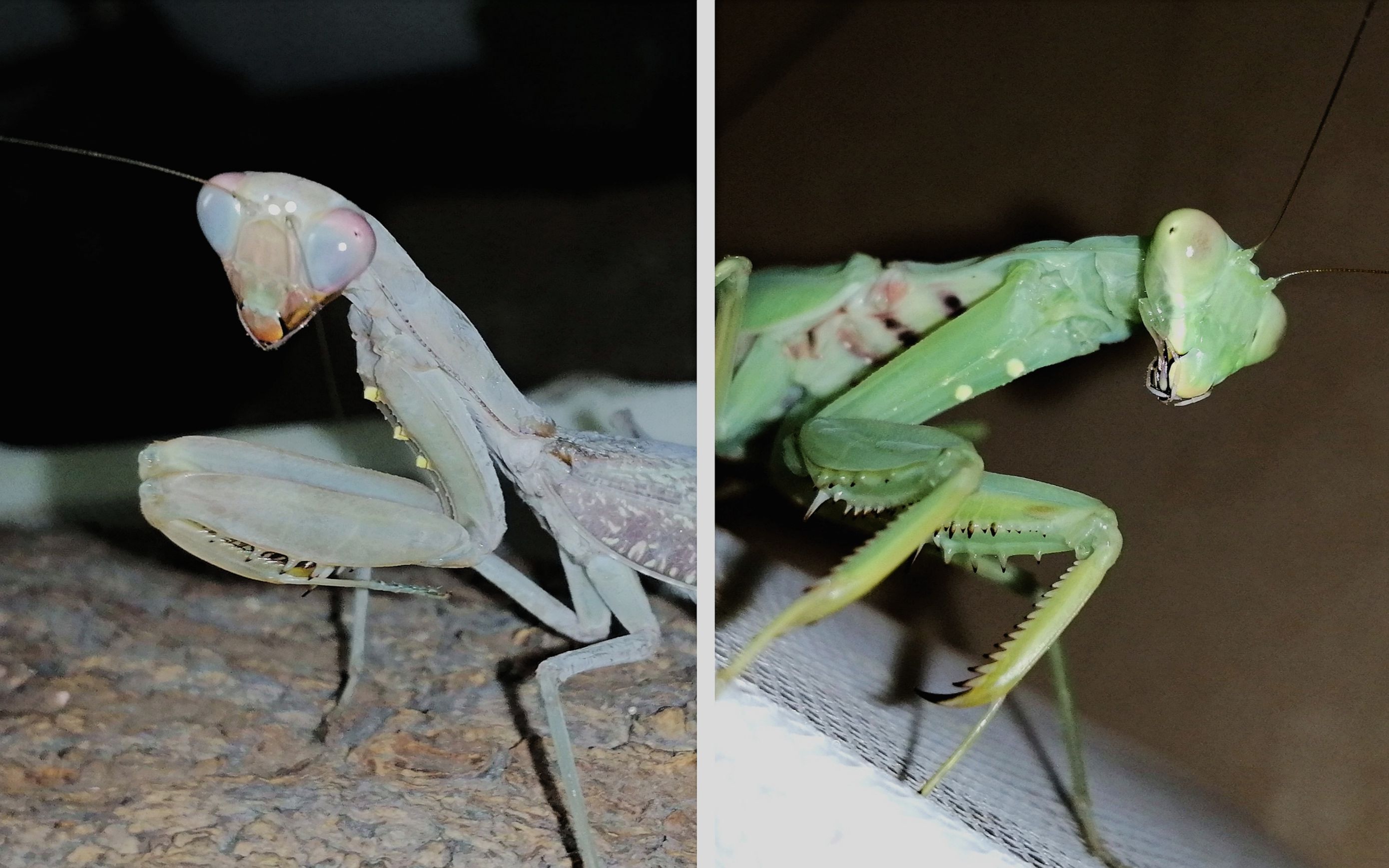 新老广斧螳的沙雕喂食_哔哩哔哩_bilibili