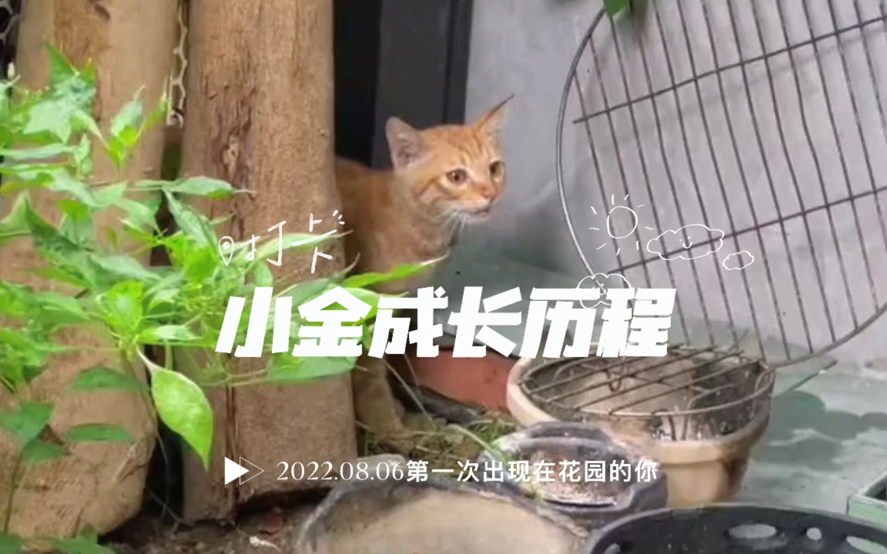 [图]流浪猫小金突然出现在花园里，勇敢的它选择主动接近我们，最终走进家里，开启了它新的成长之旅。