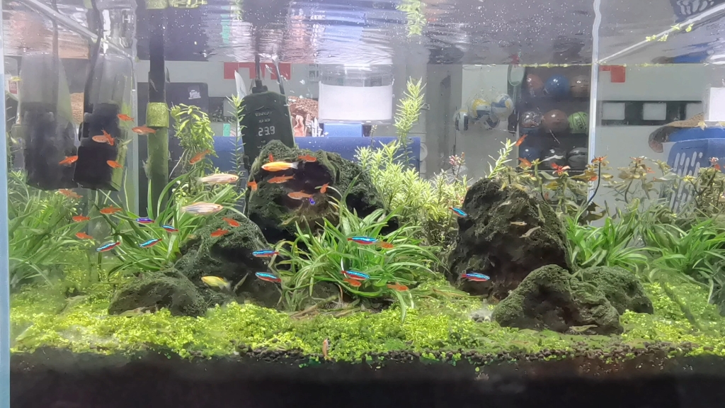 更新一下这个火山石造景的草缸