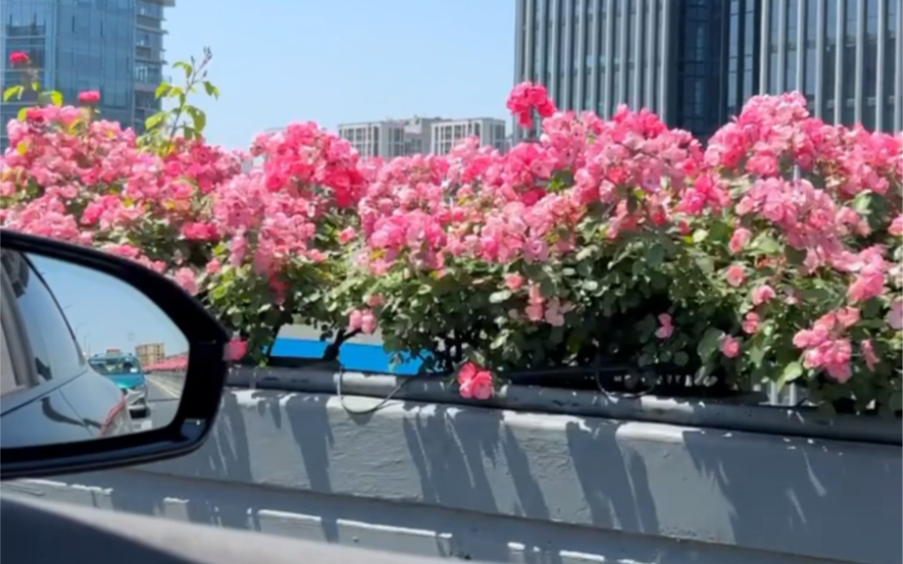 [图]“沿路的花会一直开  以后的路也是 祝你 也祝我”