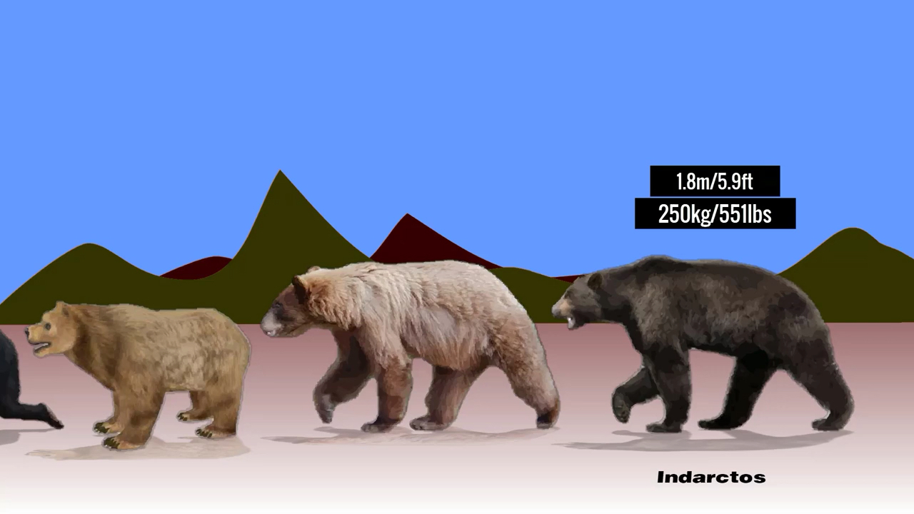 【生肉】熊类体型对比_哔哩哔哩_bilibili