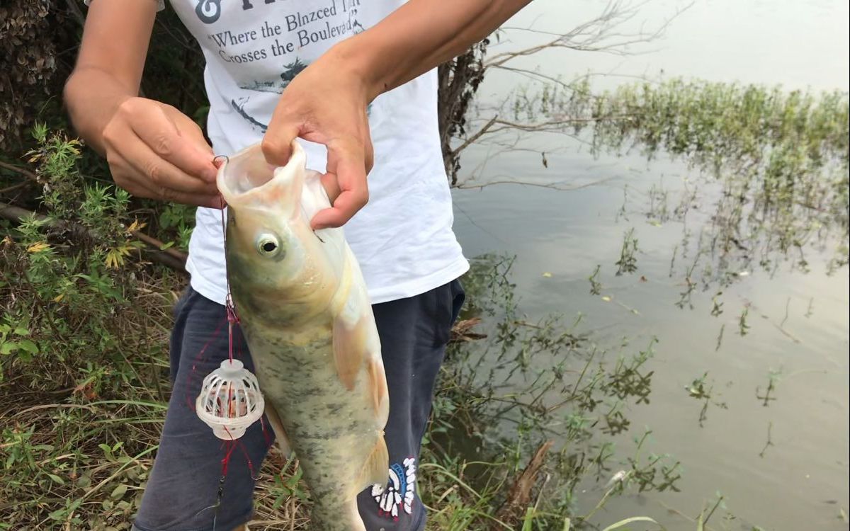 乡村小伙海竿野钓鲢鳙真过瘾,连竿三条全身花胖头鱼,野生大花鲢