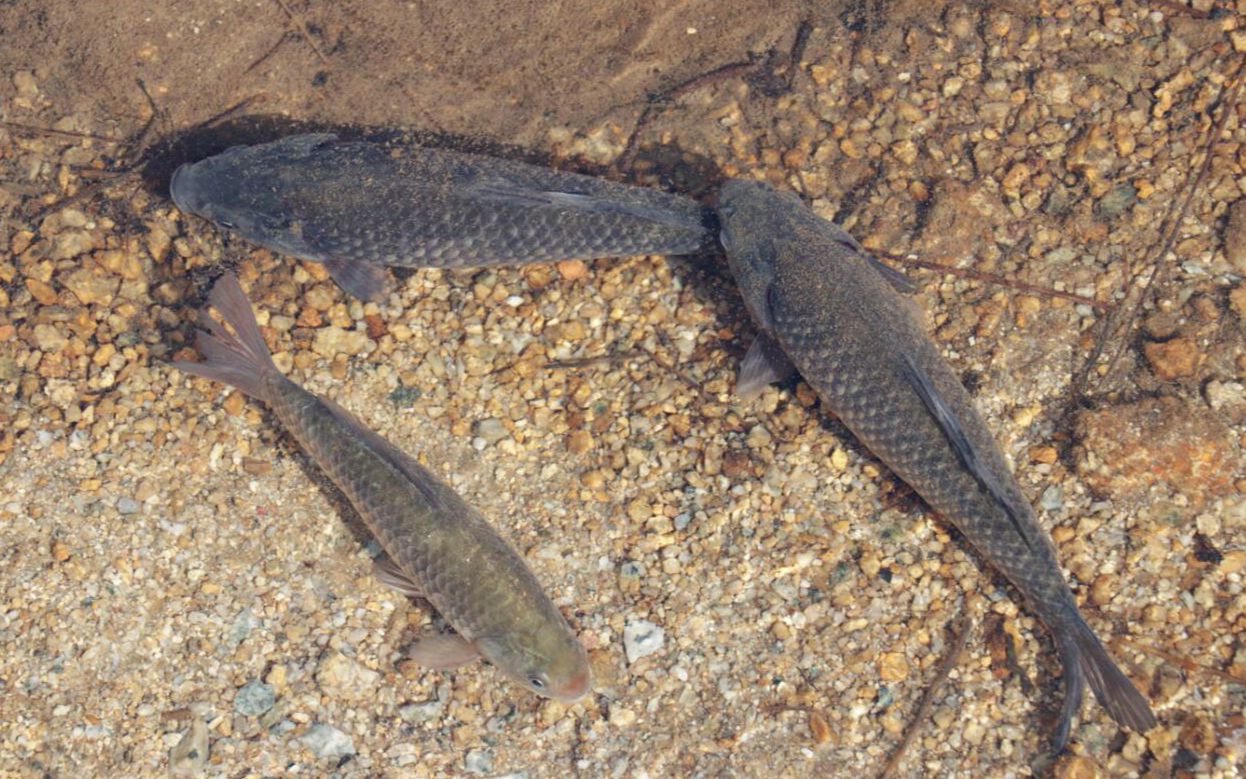 好水养好鱼,这小河里的鱼一条比一条大!