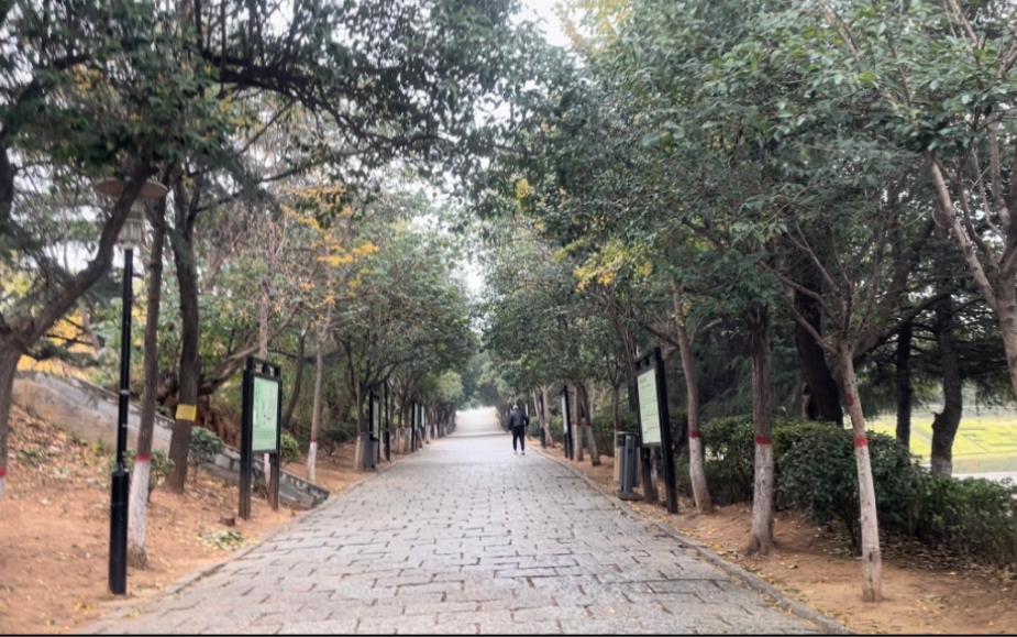 小雨后 阴天的铁山公园 虽已立冬 树林尚存绿意