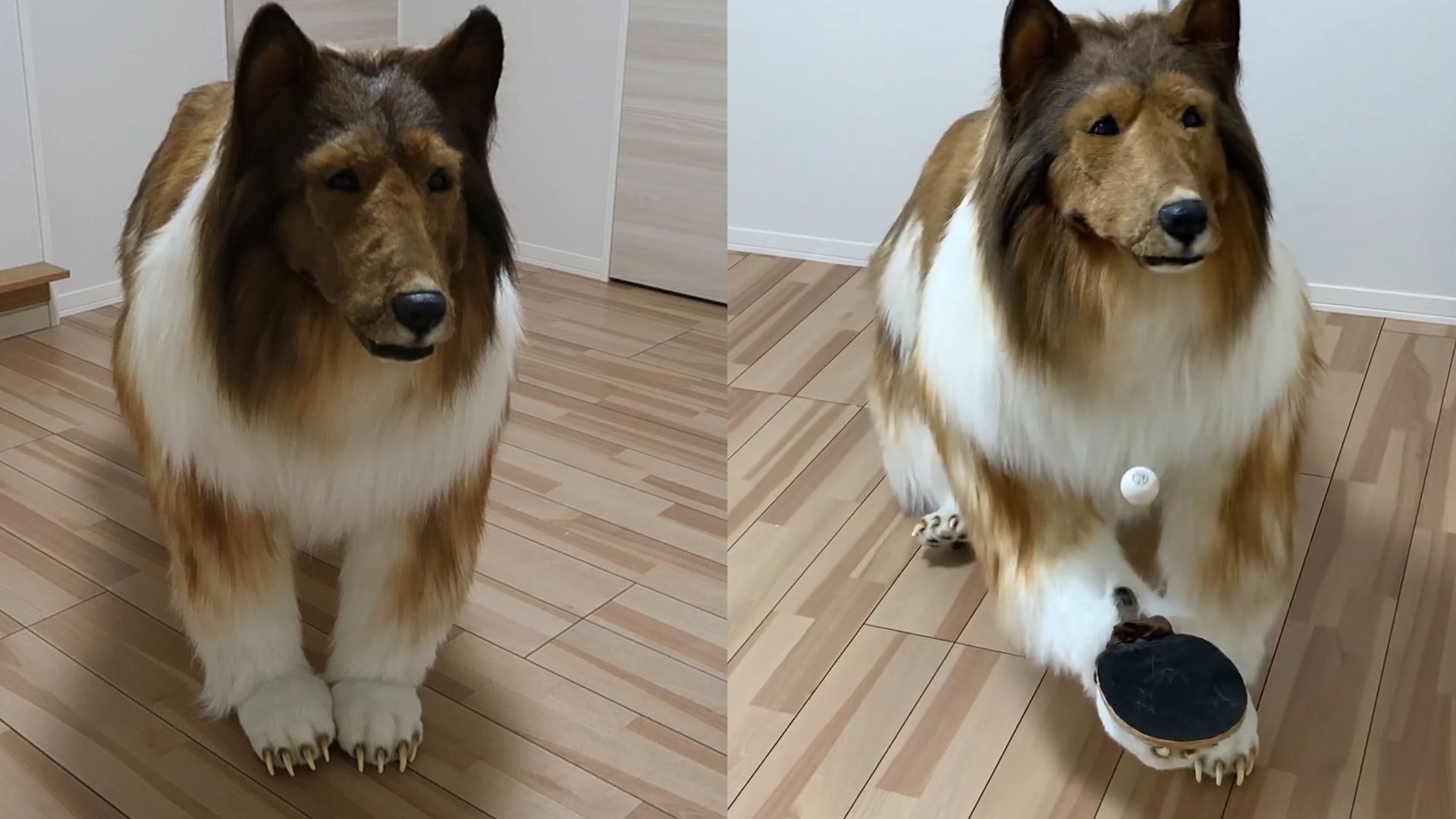 日本男子因厌倦做人,砸200万把自己变成"狗",上节目看懵网友