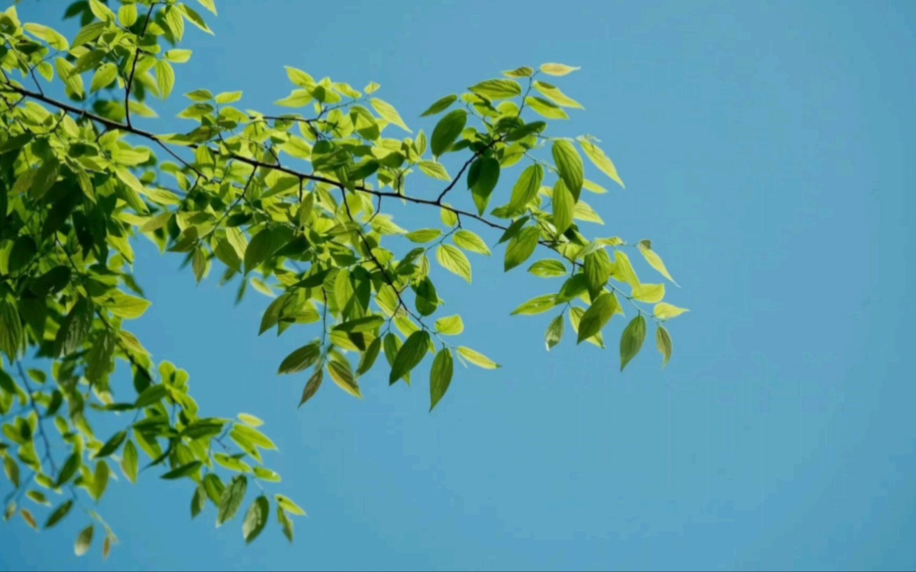 春天 阳光 绿叶 微风