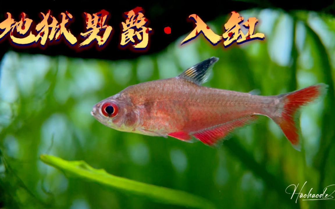 2021年新种扯旗——地狱男爵(商品名) [ 灯鱼日常记录]