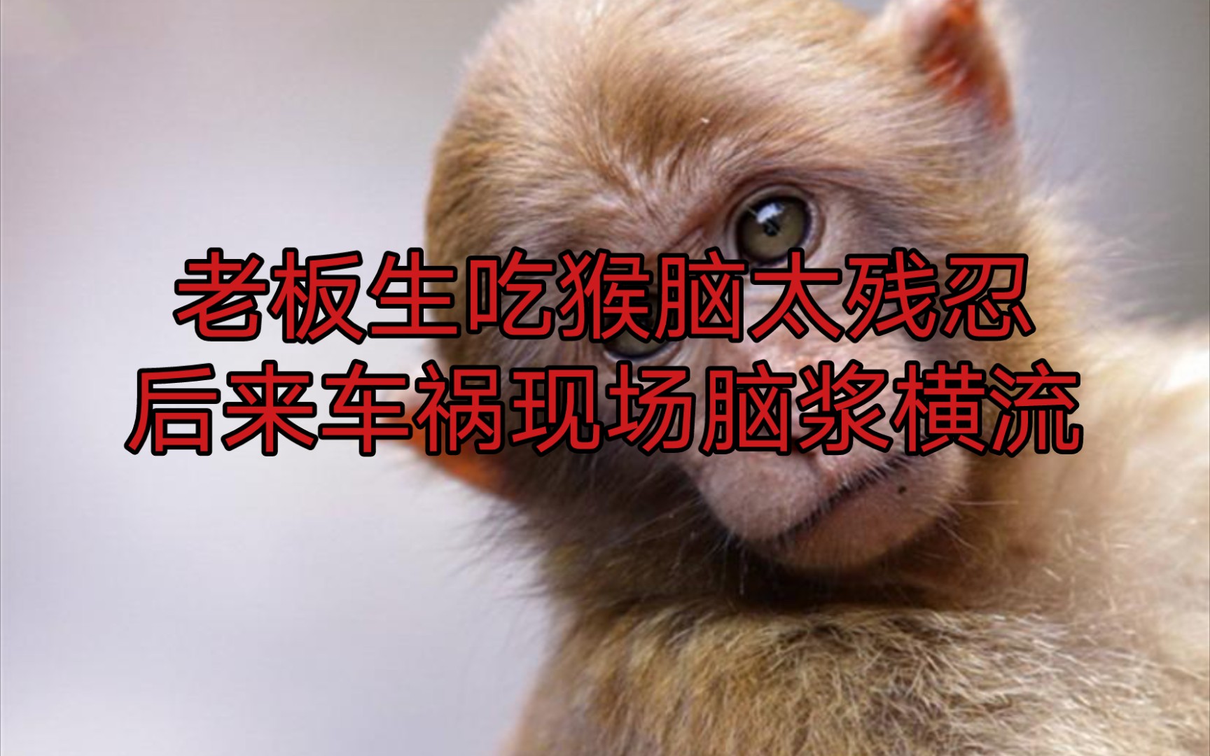 广东吃猴脑事件照片图片