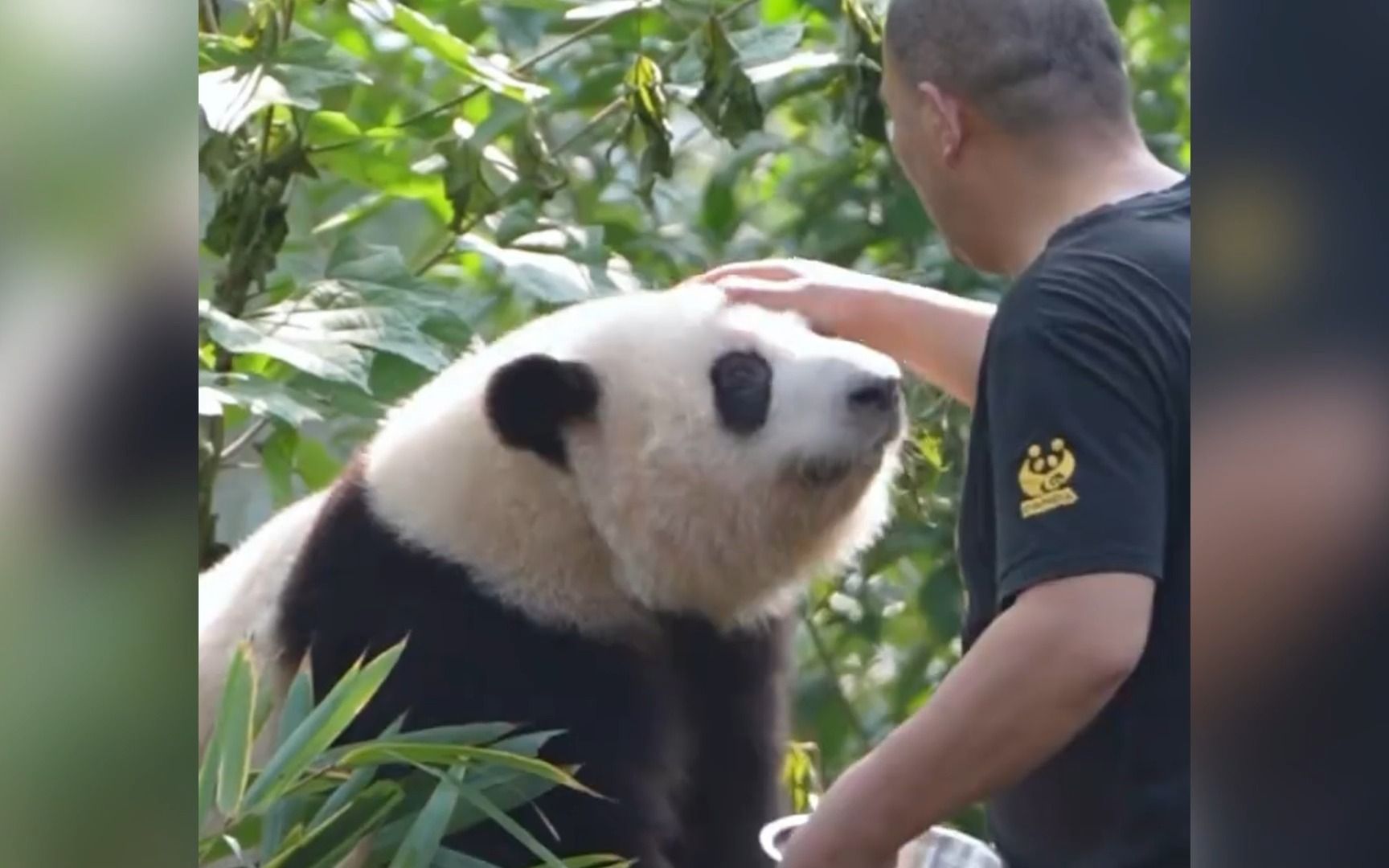 【熊猫花花】谭爷爷摸头杀,花花抱腿杀,谭棉花太有爱了