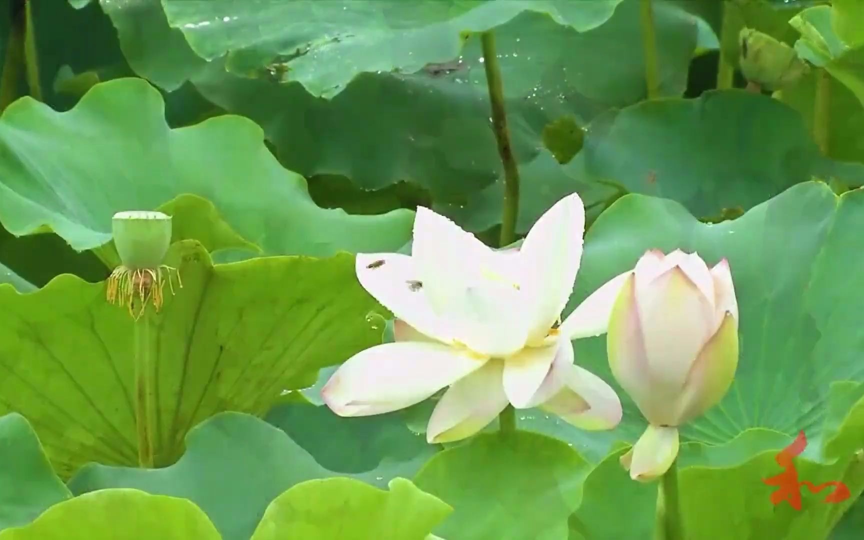 [图]听雨赏荷