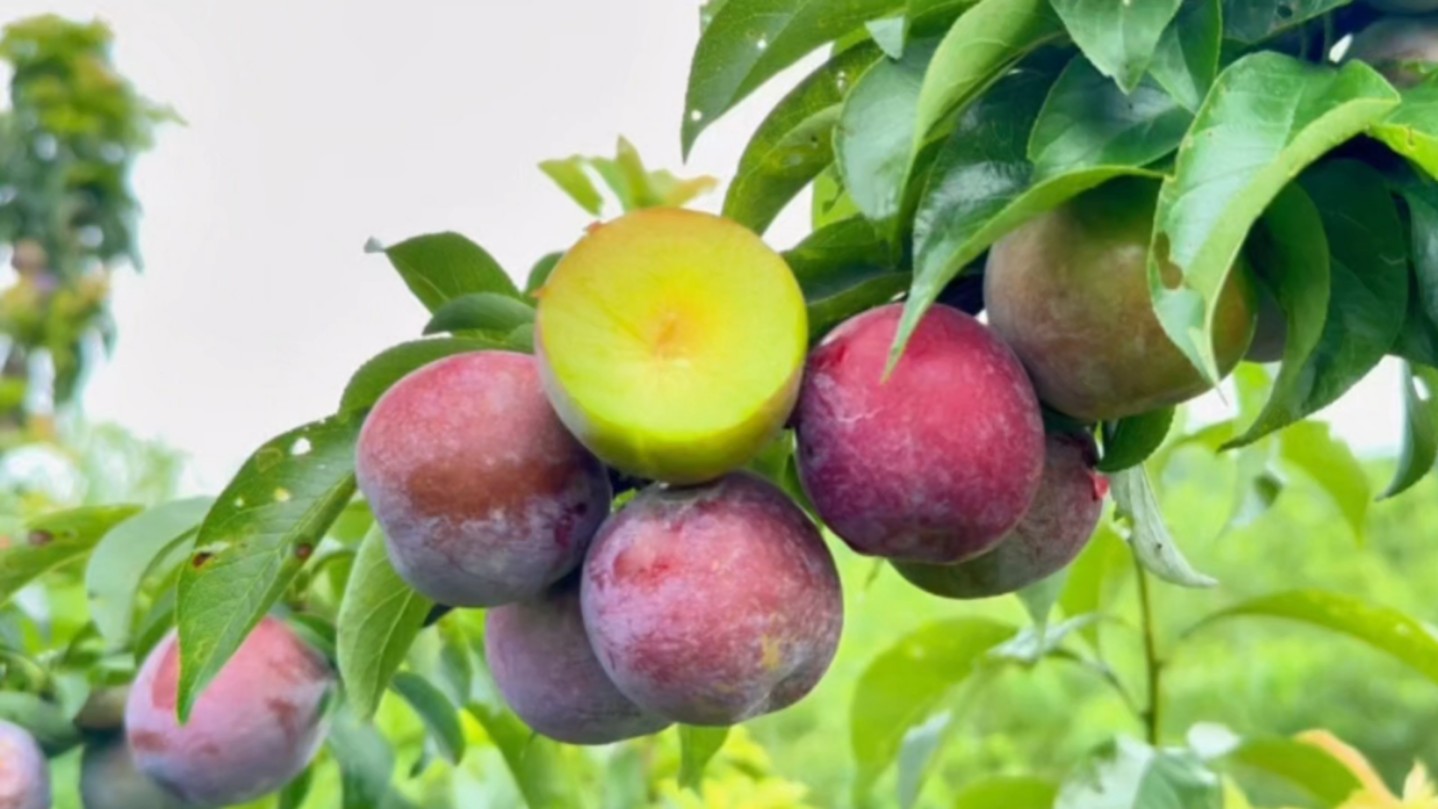 蓝枣李,成熟期7月中旬,外形酷似大枣,果面蓝紫色,果肉翠绿,离核脆甜有