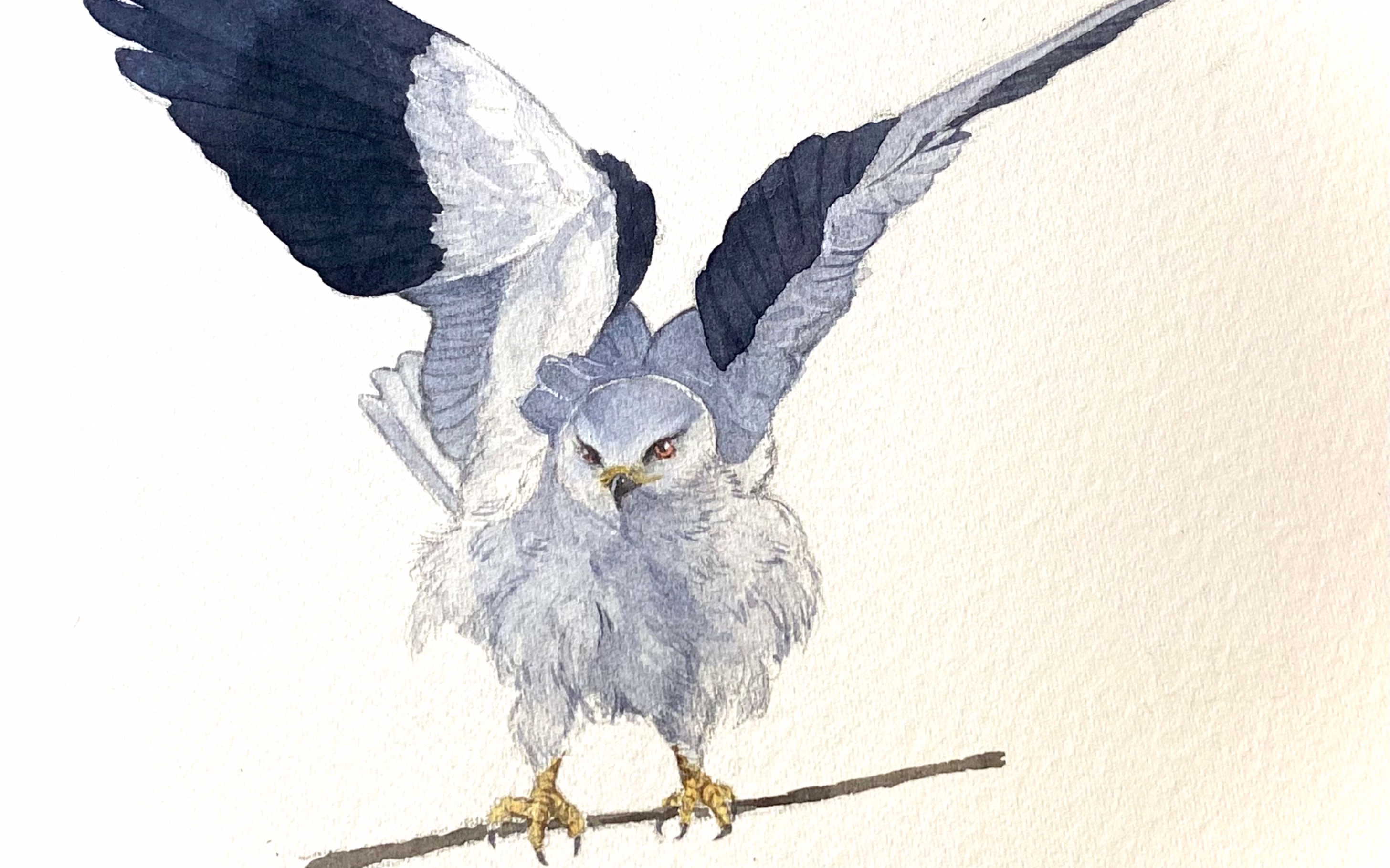 深夜来画一只水彩黑翅鸢