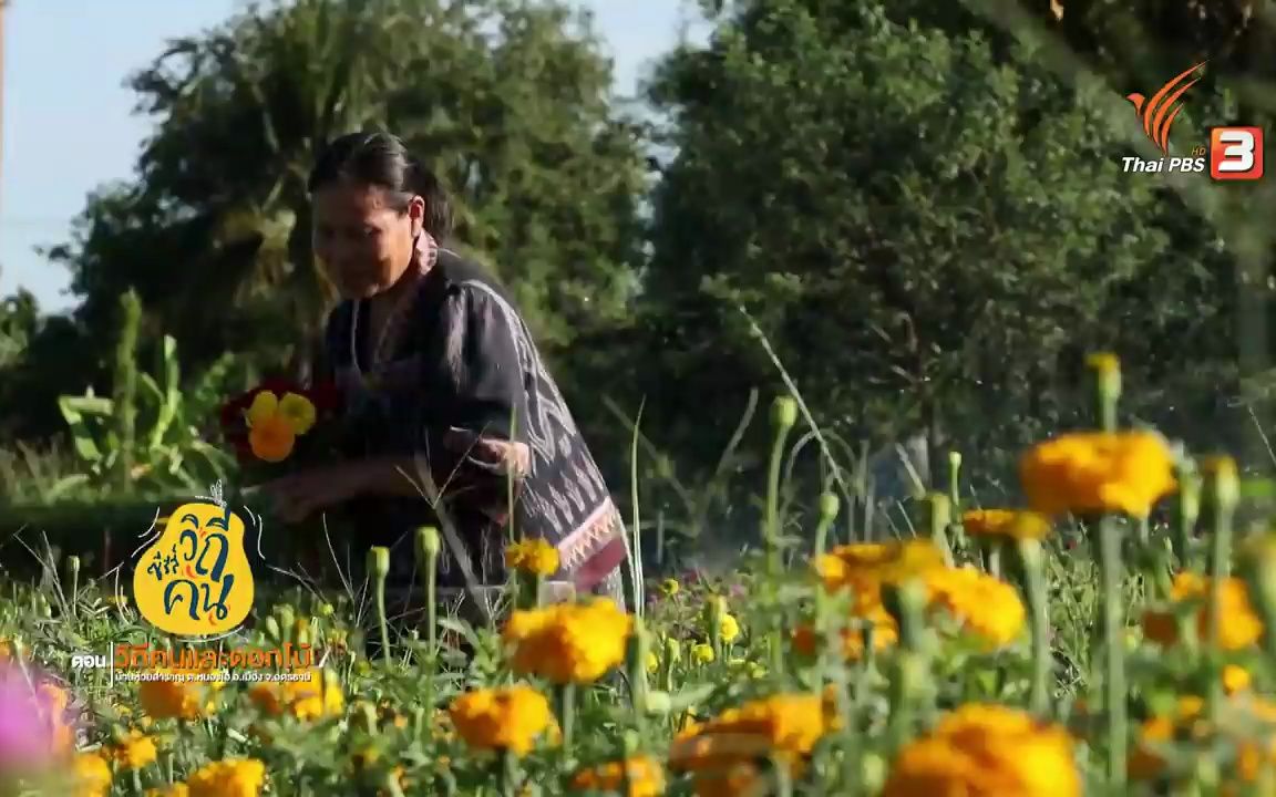 [图]乌隆他尼府：花与人的生活 วิถีคนและดอกไม้ บ้านห้วยสำราญ ต.หนองไฮ อ.เมือง จ.อุดรธานี _ ซีรีส์ว