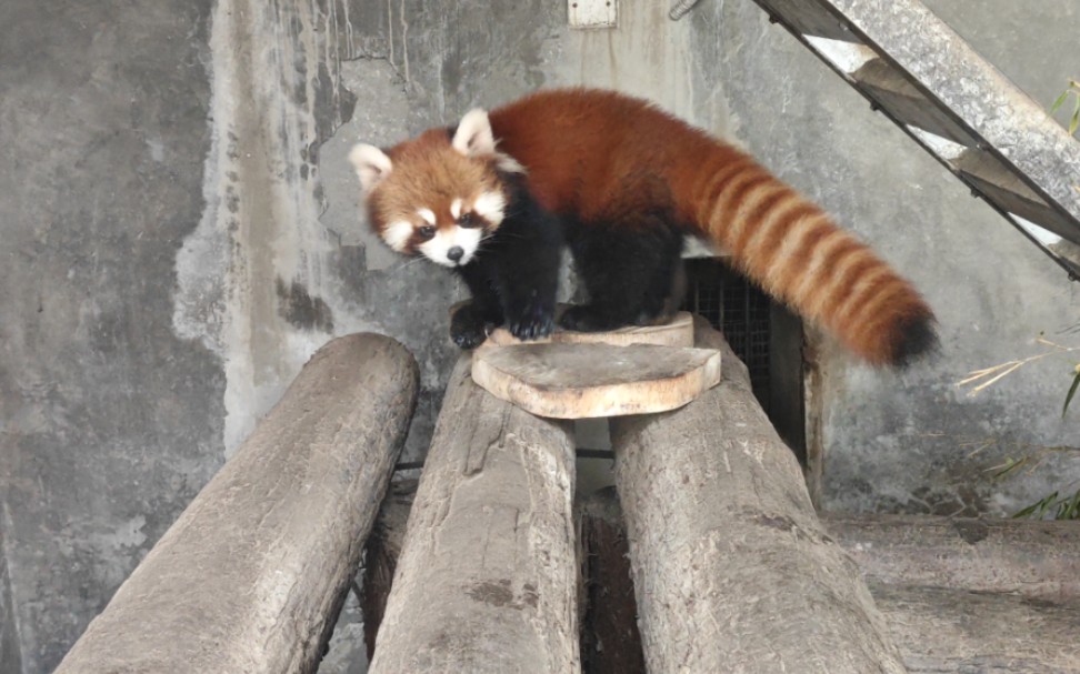 杭州动物园-小熊猫!