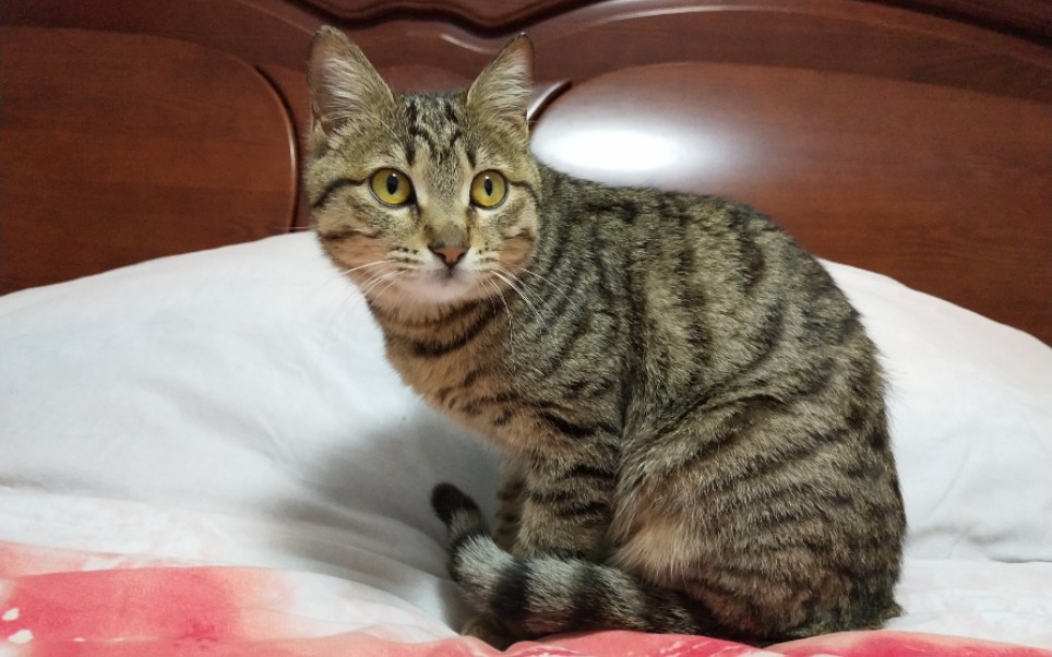 狸花猫的成长史
