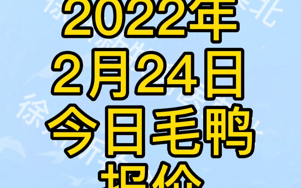 2022年2月24日,今日毛鸭报价 #2022年2月24日肉鸭报价 #毛鸭报价 #山东肉禽养殖哔哩哔哩bilibili