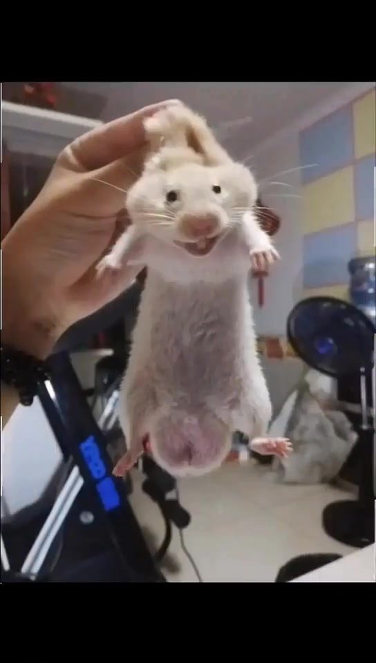 哈哈哈仓鼠蛋蛋