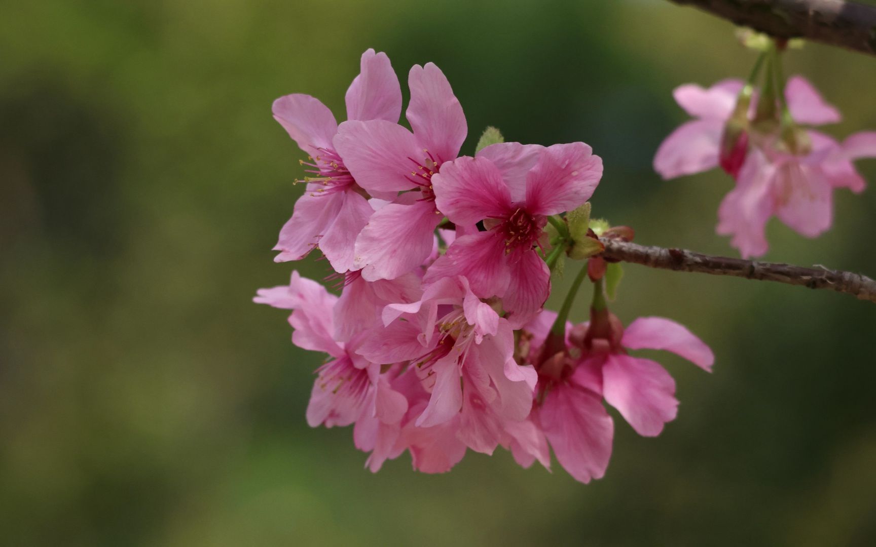 狐尾山的樱花· 广州樱