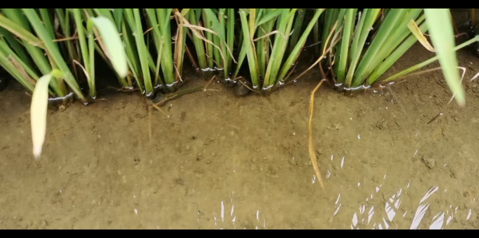 前方高能稻田里蠕动的大虫子谁知道这是什么东西