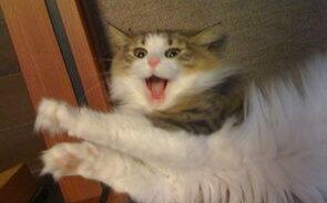 蛇足 给moka的歌 哔哩哔哩