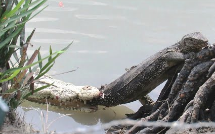 [图]巨蜥被鳄鱼偷袭，苦苦坚持，最终捡回条命