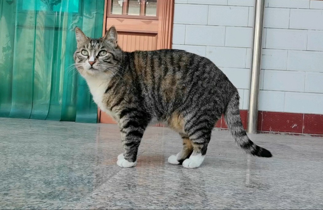 一只被"迫害"的狸花猫自述