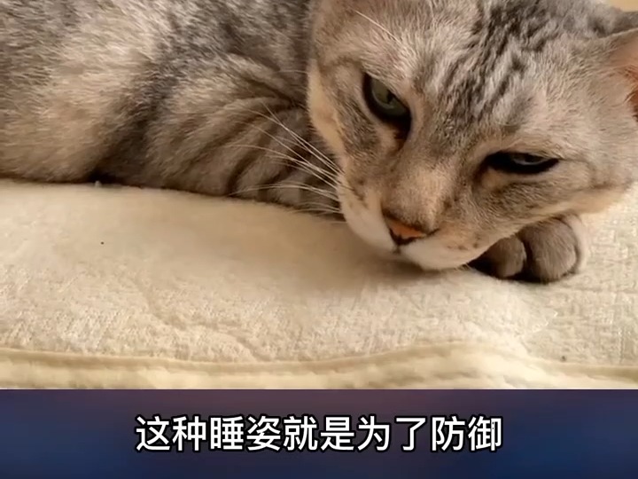 151 猫咪睡姿代表什么含义?你家猫咪睡觉是什么姿势呢#萌宠 #我和我的猫 #猫咪 #记录猫咪日常 #宠物哔哩哔哩bilibili