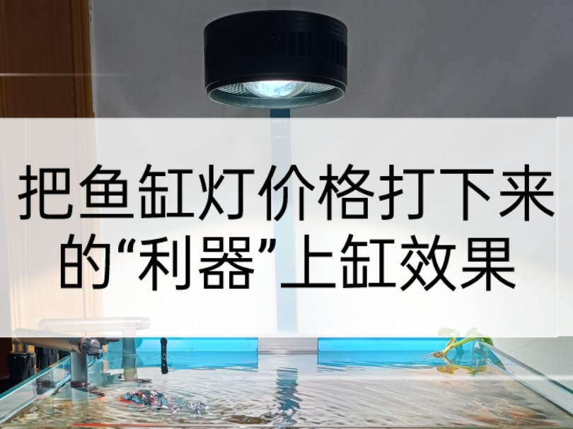 自制扁款鱼缸灯外壳散热套件,70瓦AT3装好成品后实际上缸效果.把鱼缸灯价格打下来的“利器”上缸效果哔哩哔哩bilibili