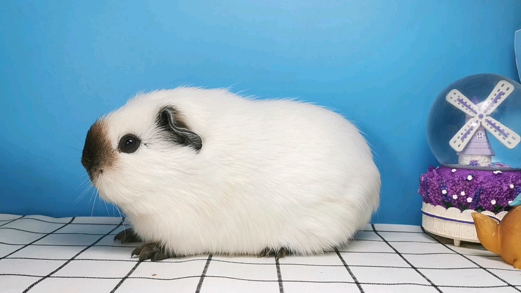 【荷兰猪】大家好,我是个卖炭的,我叫白加州豚鼠