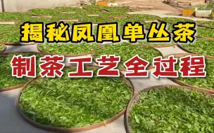 Download Video: 凤凰单丛茶香气怎么来的？茶航儿带您看制茶工艺流程，全程跟拍！