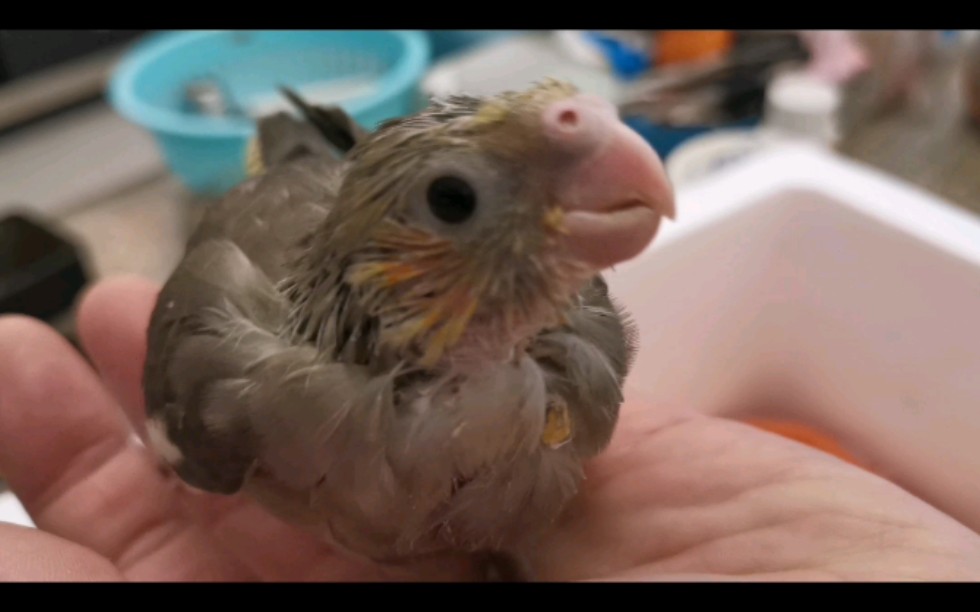 手养玄凤(半毛第25天)来家第五天成长记