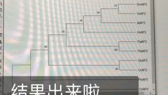 利用ncbi和mega创立系统进化树 哔哩哔哩 Bilibili