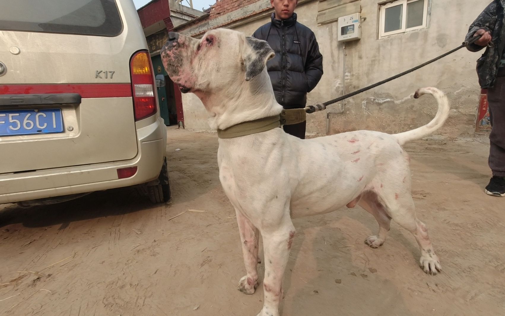 "杀人犬"诺基打架后受伤,两天后病情严重,看着伤口让人心疼