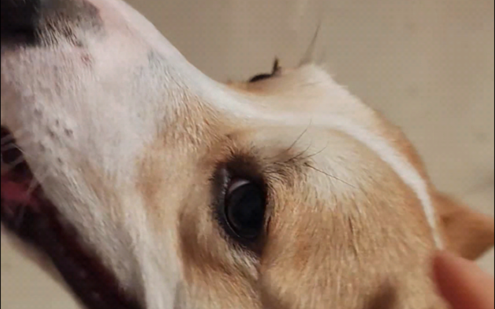 摸摸狗头 万事不愁