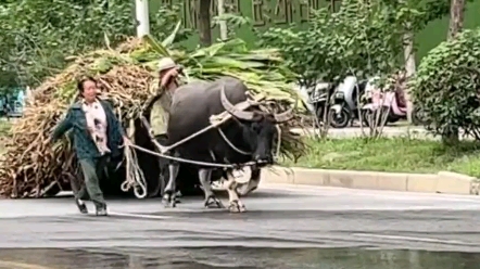 [图]大妈牵着她的牛，像得胜的将军