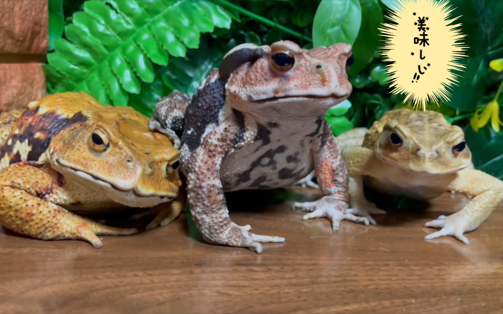 妙木山三蛤蟆吃饭画面流出.