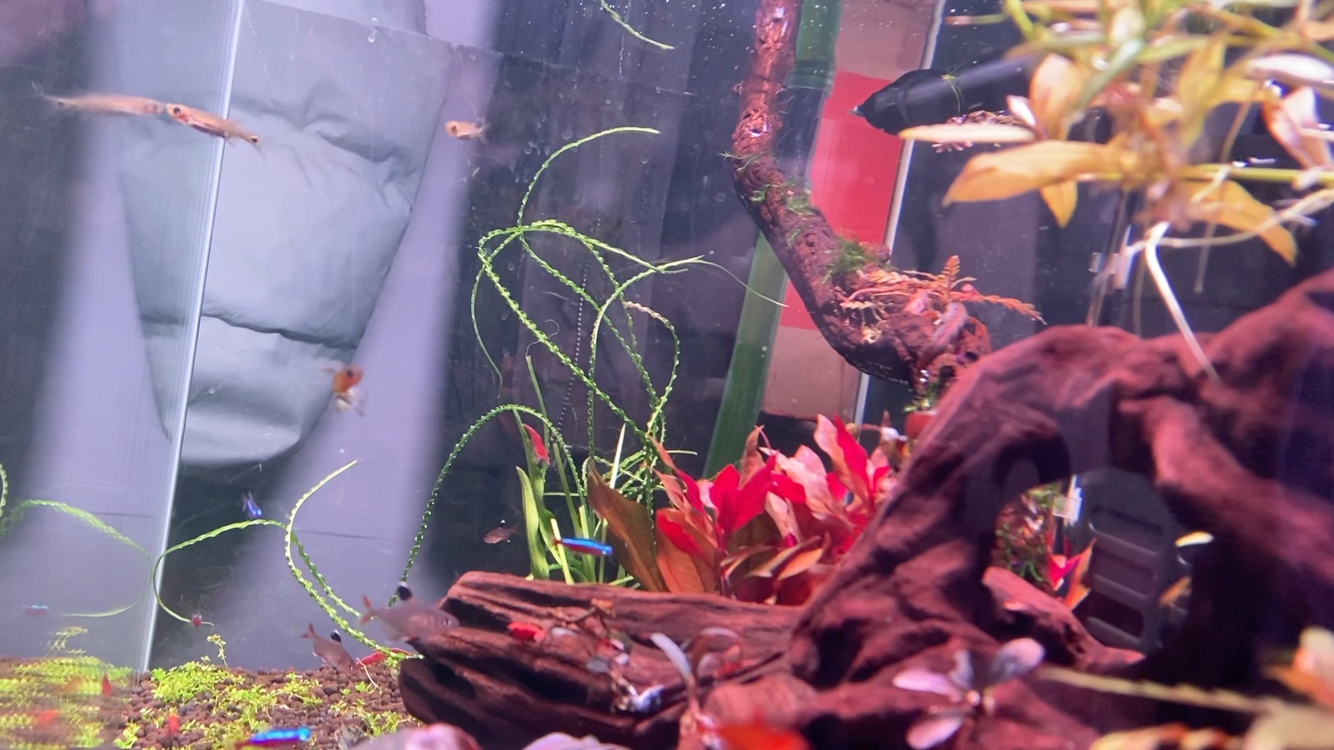 入眠前的一分钟鱼缸片段