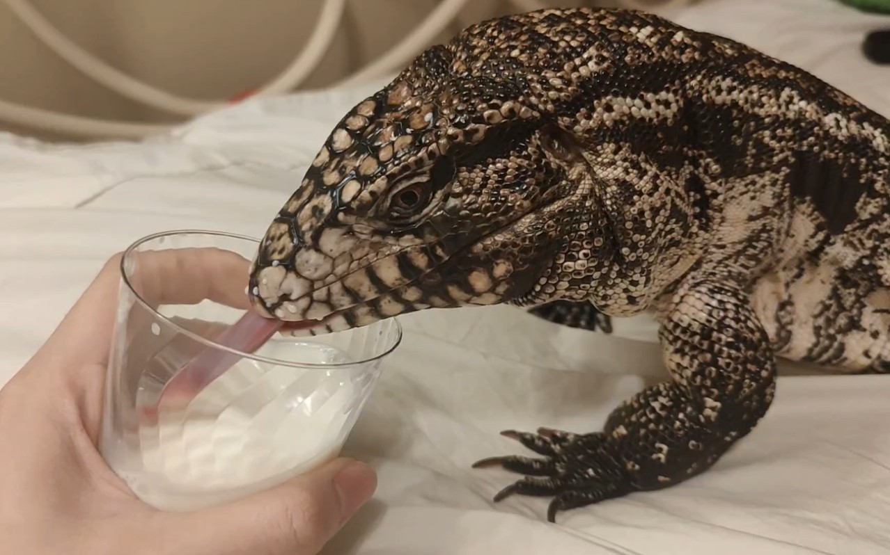 泰加蜥喝牛奶