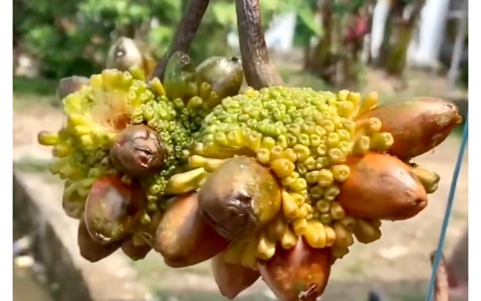 奇特的水果和蔬菜,你能叫上名字和吃过吗?