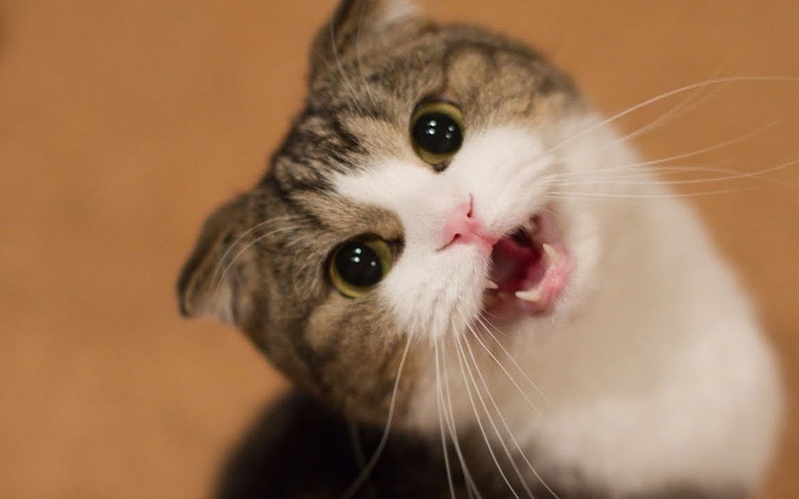 疯狂的猫70有趣的猫70尽量不要笑