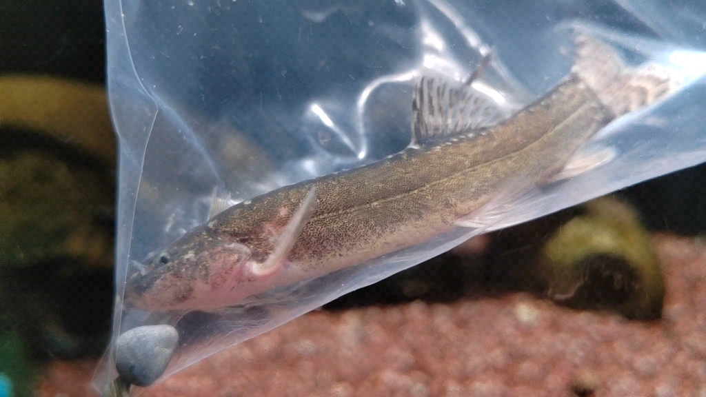 今年集邮沙鳅非常顺利,再填新种!愉快!