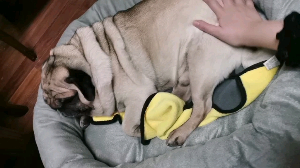 下班最爱摸小狗