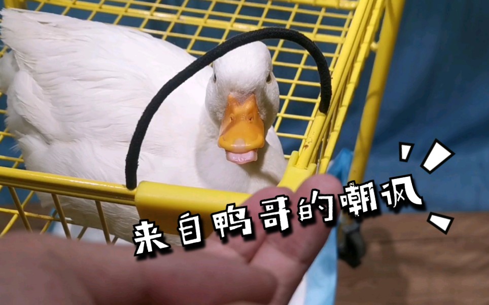 撸鸭撸犬一次满足!社会我鸭哥,人狠话不多