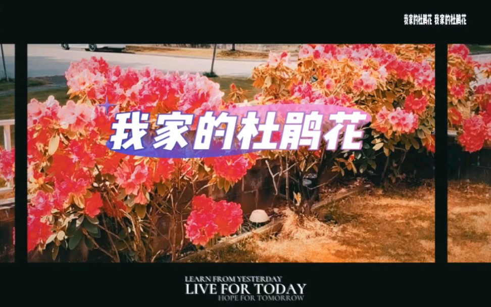 我家的杜鹃花哔哩哔哩bilibili