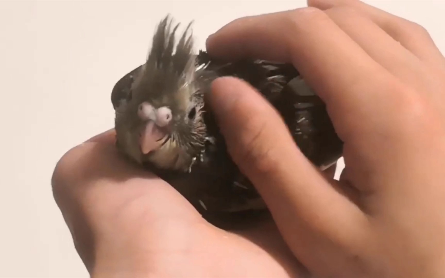 原始灰玄凤鹦鹉半毛雏鸟_哔哩哔哩_bilibili