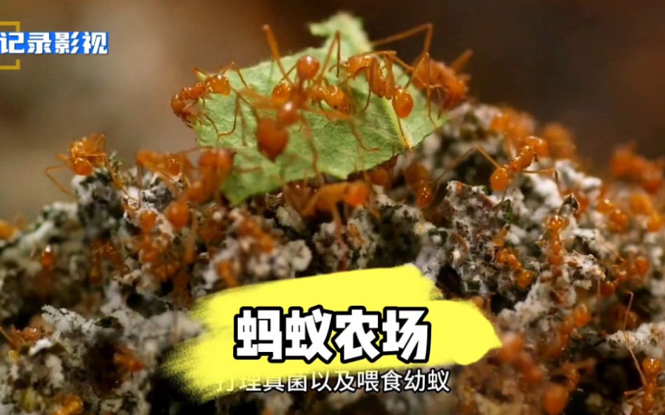 [图]切叶蚁以植物叶子培育真菌，大自然最原始的农场