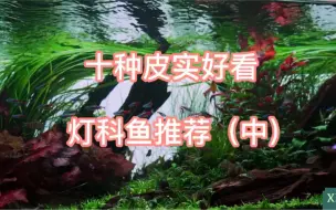 Download Video: 十种皮实好看的入门灯科鱼推荐（中）